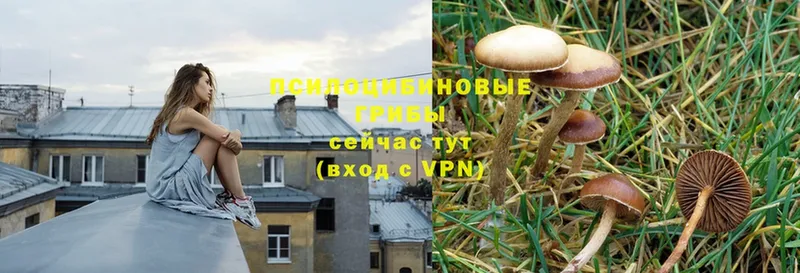 Псилоцибиновые грибы Psilocybine cubensis  магазин  наркотиков  Гдов 